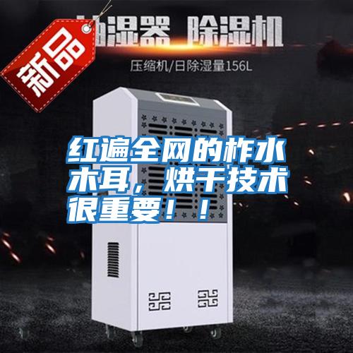 紅遍全網(wǎng)的柞水木耳,烘干技術(shù)很重要!!