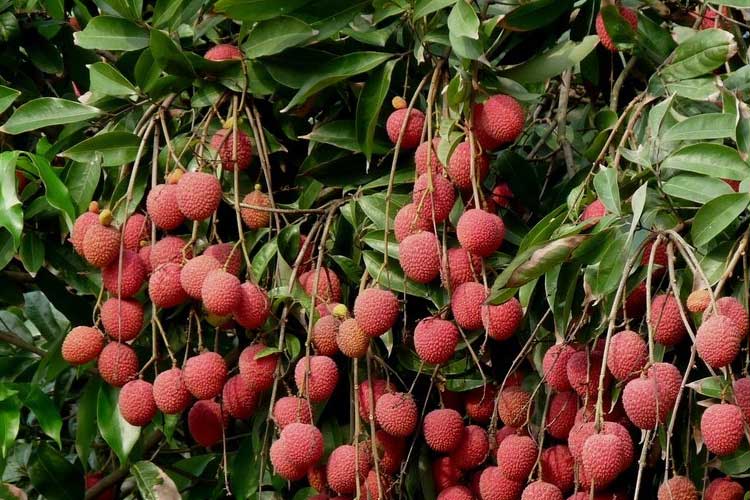 如何選擇荔枝烘干機改善荔枝干果? 荔枝烘干機